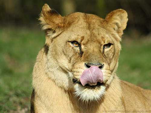 "I see food..." - Hungry Lioness