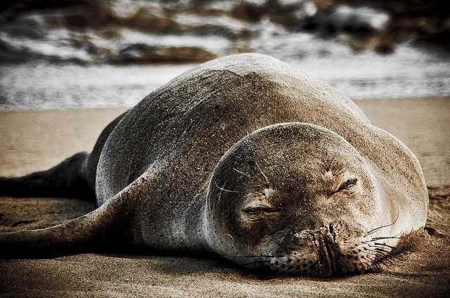Sleeping Hawaiian Monk Seal