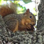 Get Rid of Squirrels Naturally