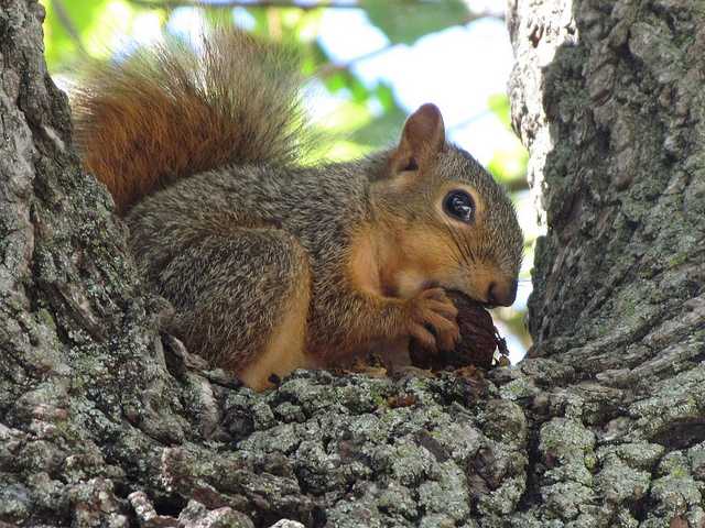 Squirrel