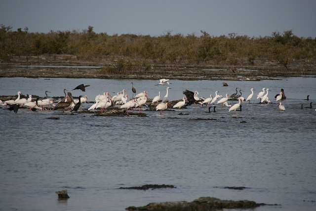 Birds in the Zapata swamp