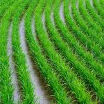 How To Grow Rice
