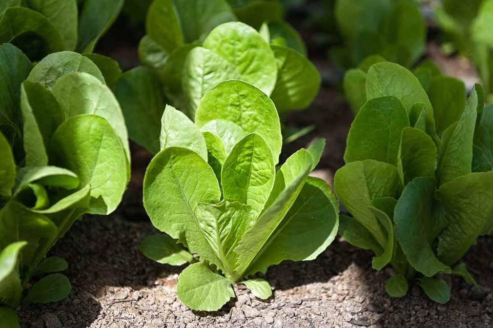 Leafy Greens_DSC9252