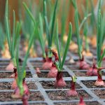 How To Grow Onions