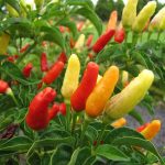 How To Grow Peppers