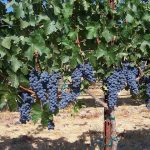 How to Grow Grape Vines