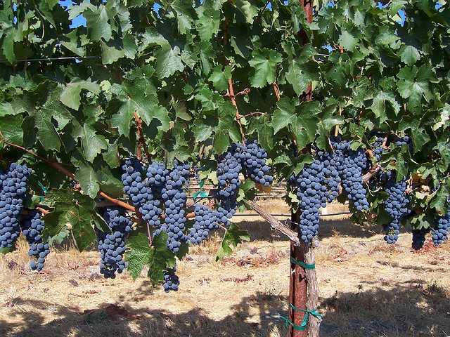 grapevines