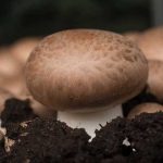 How To Grow Mushrooms