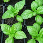 How To Grow Basil