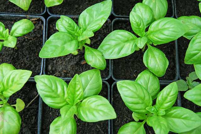 Basil plants