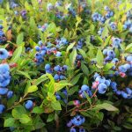 How to Grow Blueberries