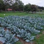 How To Grow Broccoli