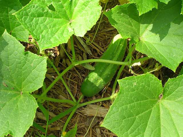 Cucumber