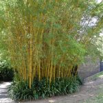 How to Grow Bamboo