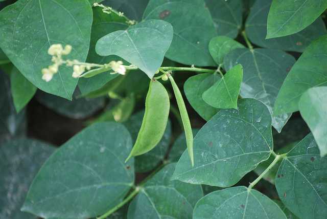 Delaware lima bean pods