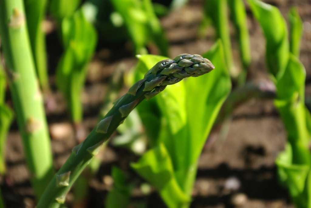 Healthy asparagus