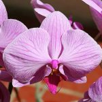 How To Grow Orchids