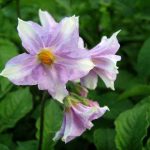 How To Grow Potatoes In Containers