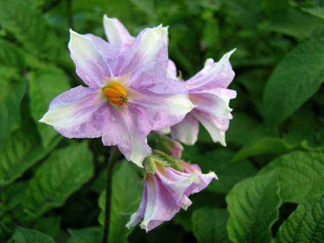 Potatoe Flowers