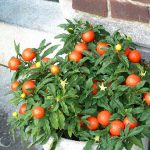 How to Grow Tomatoes in Pots