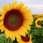 How To Grow Sunflowers