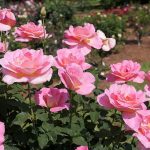 How To Grow Roses