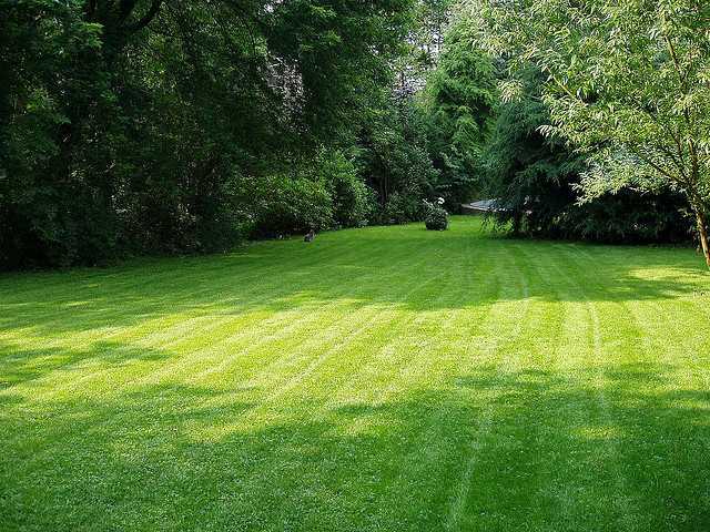 What a lawn