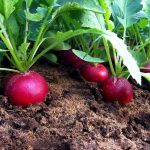 How To Grow Radishes