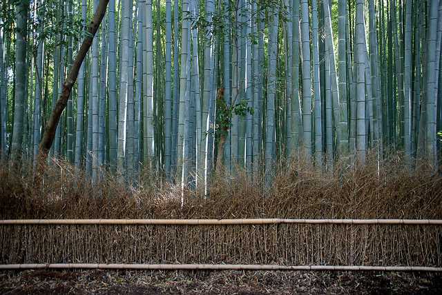 Bamboo wall