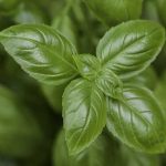 Uses Of Basil