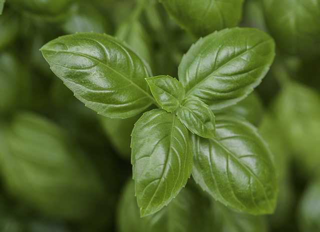 Basil 2