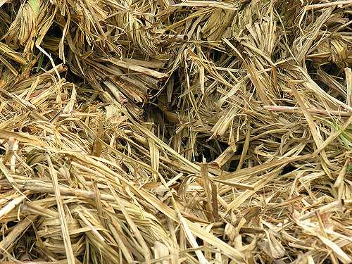 Bagasse, Sugarcane, Meerut, Uttar Pradesh