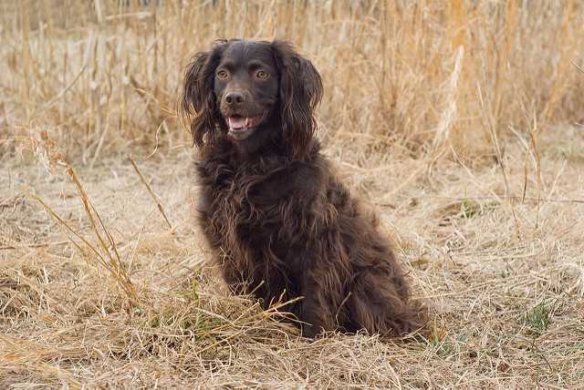 Boykin Spaniel