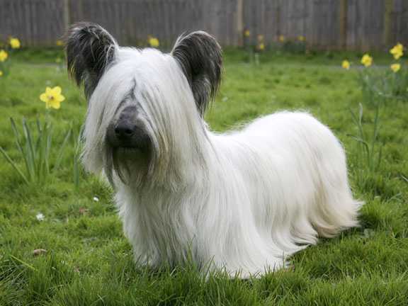 Foto De Skye Terrier