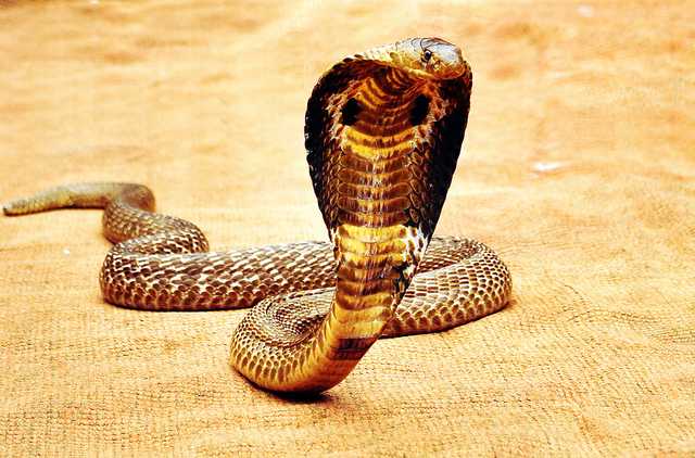 The King Cobra