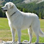 11 Kid Friendly Dog Breeds You Don’t Know About