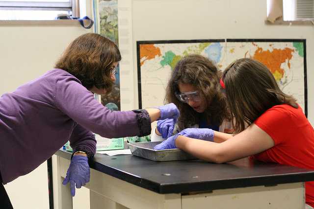 Dissecting a frog