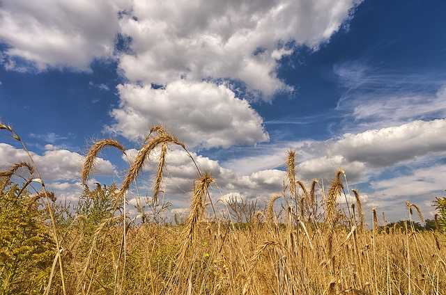 Grass and Sky